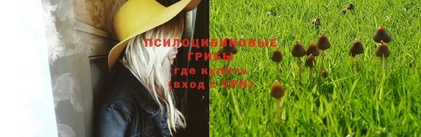 сатива Вязьма